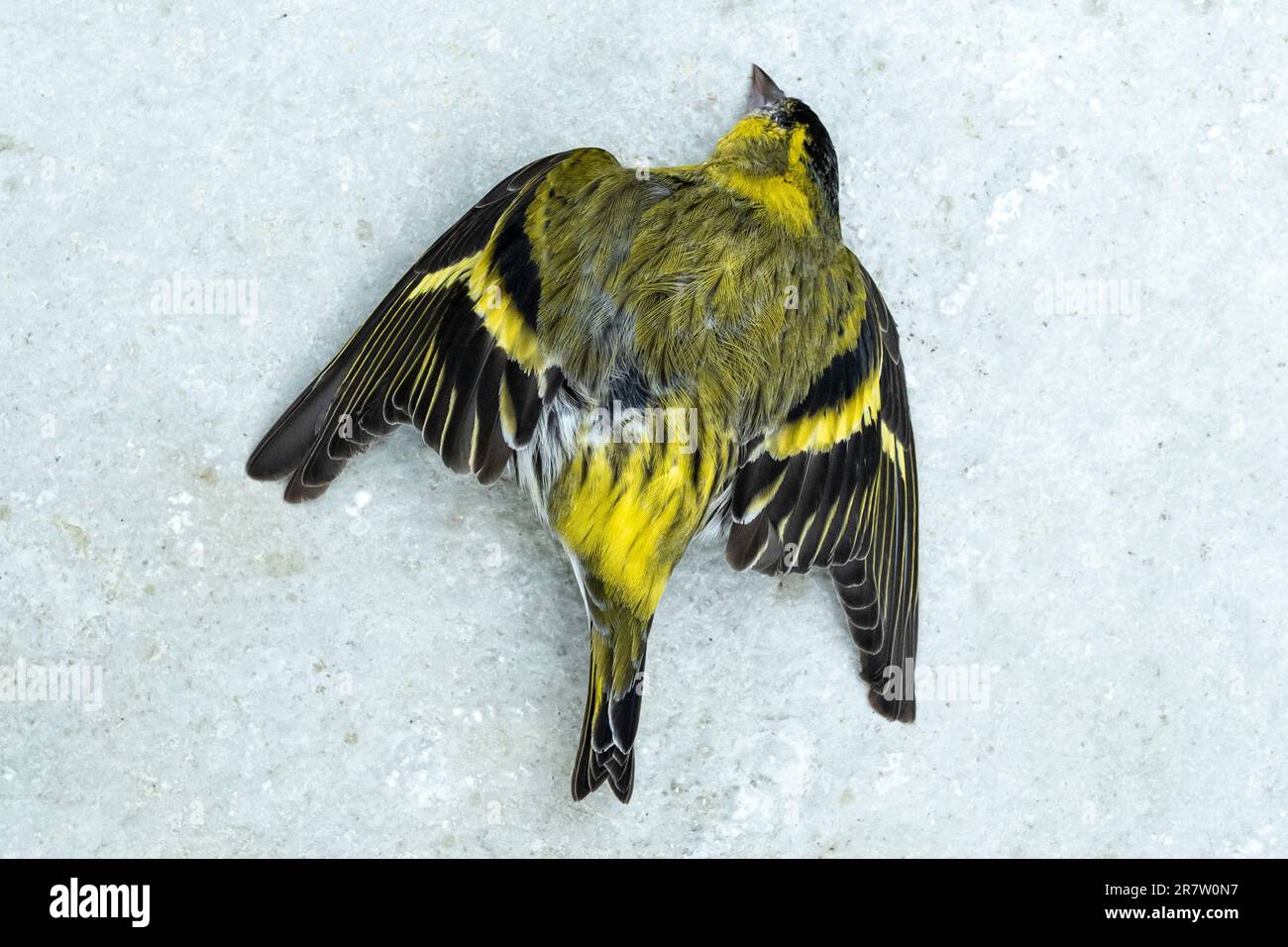 Europäischer Siskin-Vogel, Spinus sinus, ein Finke starb bei Winterwetter in England Stockfoto