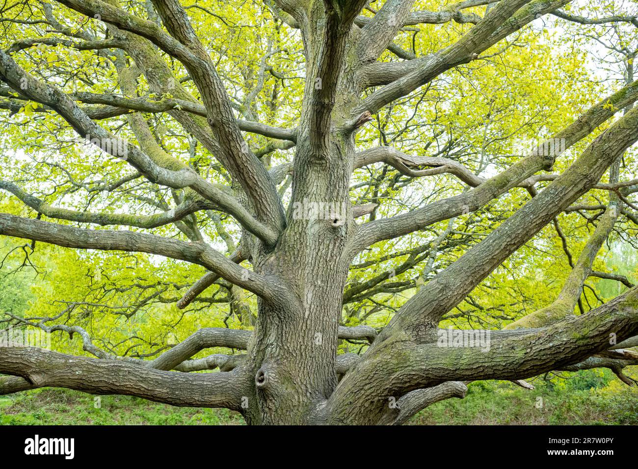 Englische Eiche, Quercus robur, Baum im Frühling auf Hampstead Heath in London Stockfoto