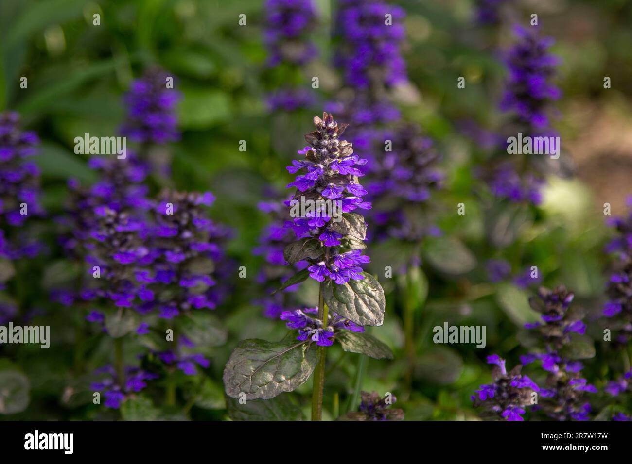 Aus nächster Nähe blühende Ajuga lso bekannt als Käfer, die auf der Wiese wachsen. Stockfoto