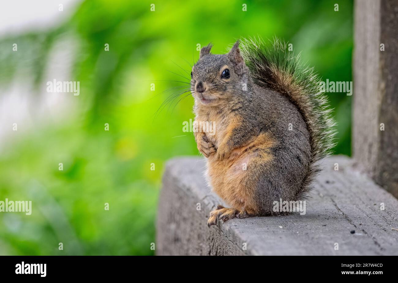 Nahaufnahme eines Douglas Eichhörnchens in Stanley Park, Vancouver, British Columbia, Kanada, am 31. Mai 2023 Stockfoto