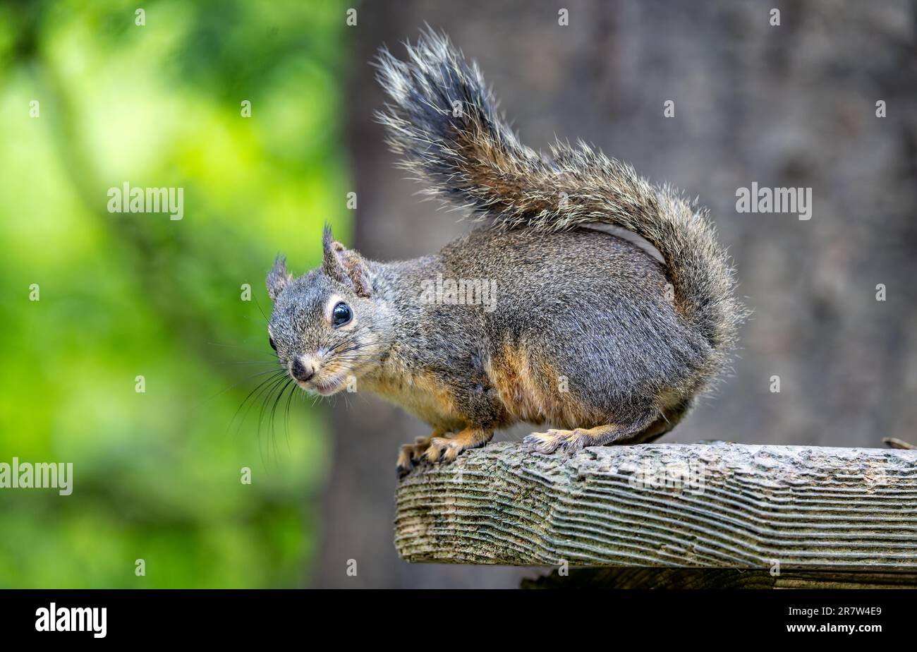 Nahaufnahme eines Douglas Eichhörnchens in Stanley Park, Vancouver, British Columbia, Kanada, am 31. Mai 2023 Stockfoto