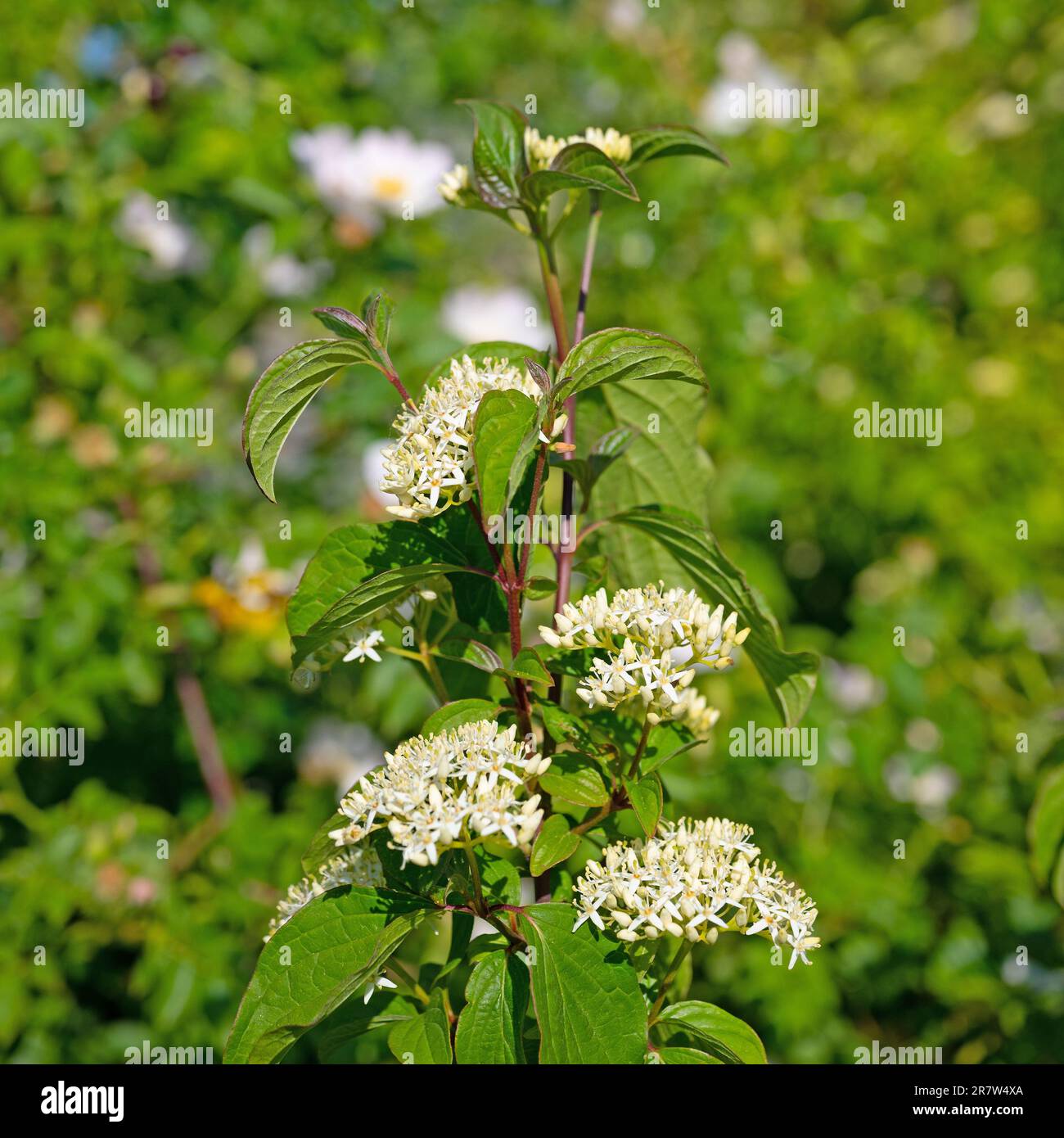 Blühender roter Dogwood, Cornus sanguinea Stockfoto