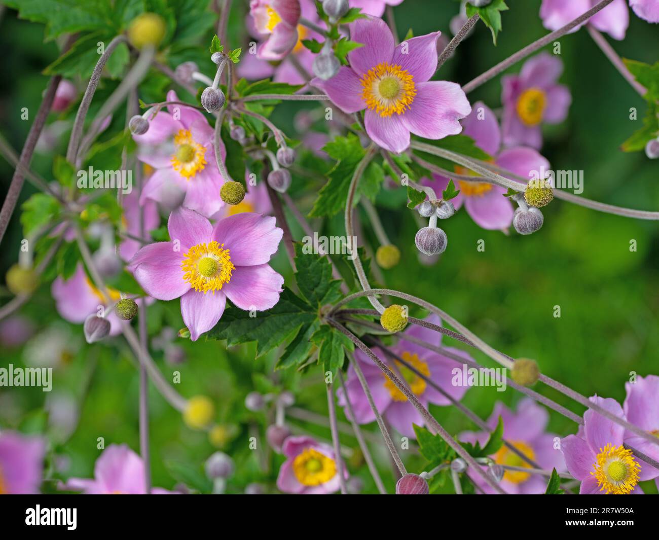 Blühende Herbstanemone, Anemone hipehensis Stockfoto