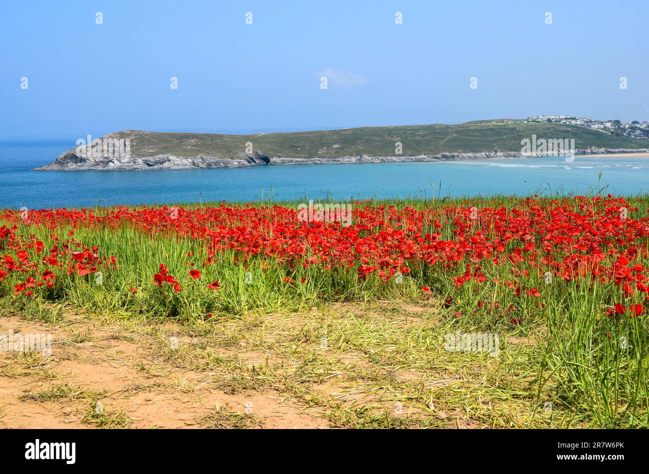 West Pentire (Mohn) 150623 Stockfoto