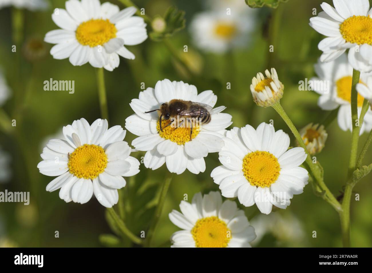 Bienen ähnlich wie Colletes daviesanus, Colletes fodiens oder Colletes similis, Familie Gipsbienen, Polyesterbienen Colletidae. Blumen der Feverfew Stockfoto