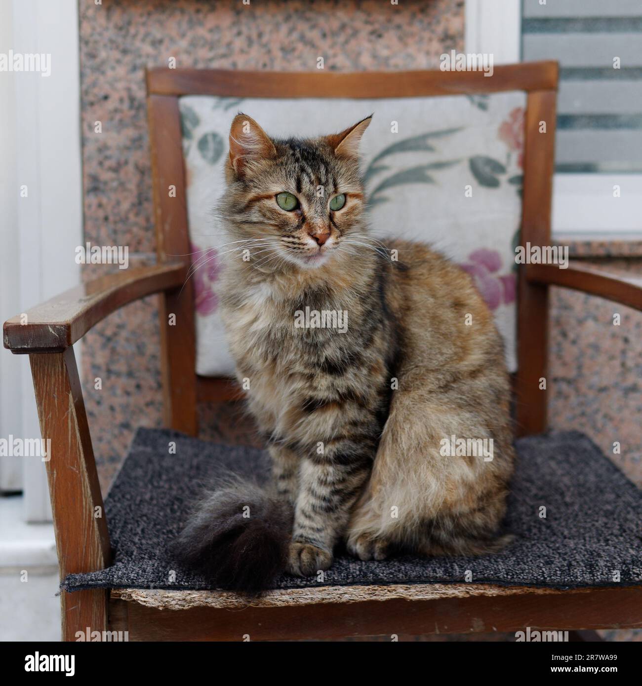 Schildpatt-Katze sitzt auf einem Stuhl in einer Straße in Istanbul, Türkei Stockfoto