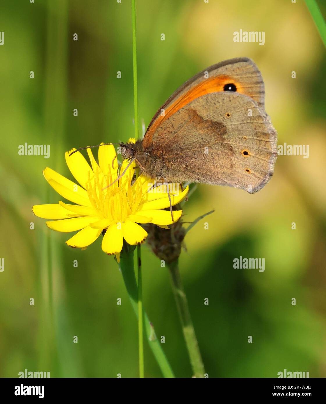 Ein Wiesenschmetterling (Maniola jurtina) auf einer wilden Blumenwiese Cotswold Hills Gloucestershire UK Stockfoto