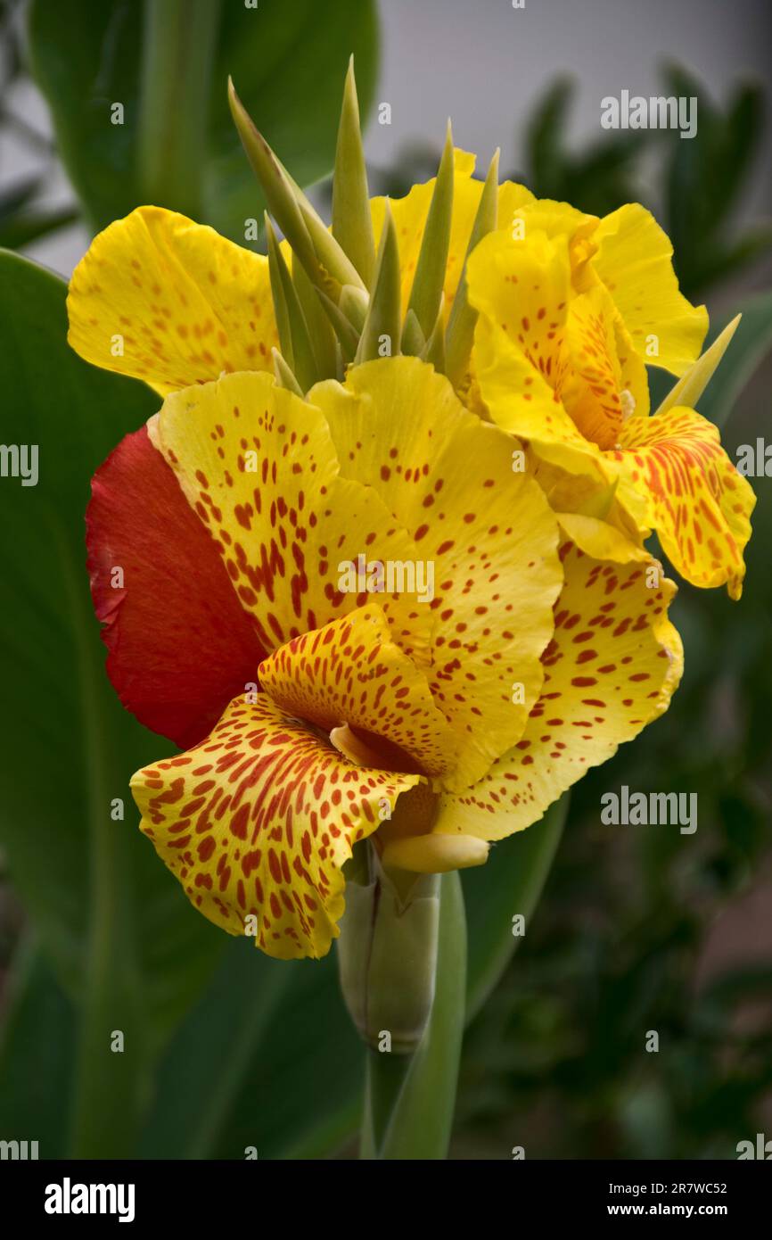 Nahaufnahme der im späten Frühling blühenden gelblich-roten Canna-Lilien-Blüten Stockfoto