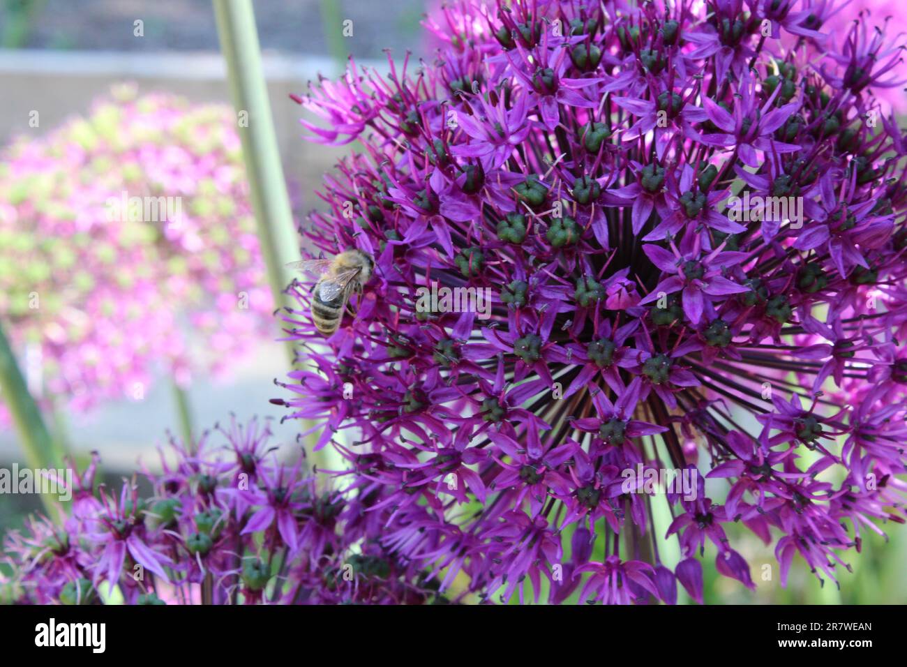 Biene auf Allium Stockfoto