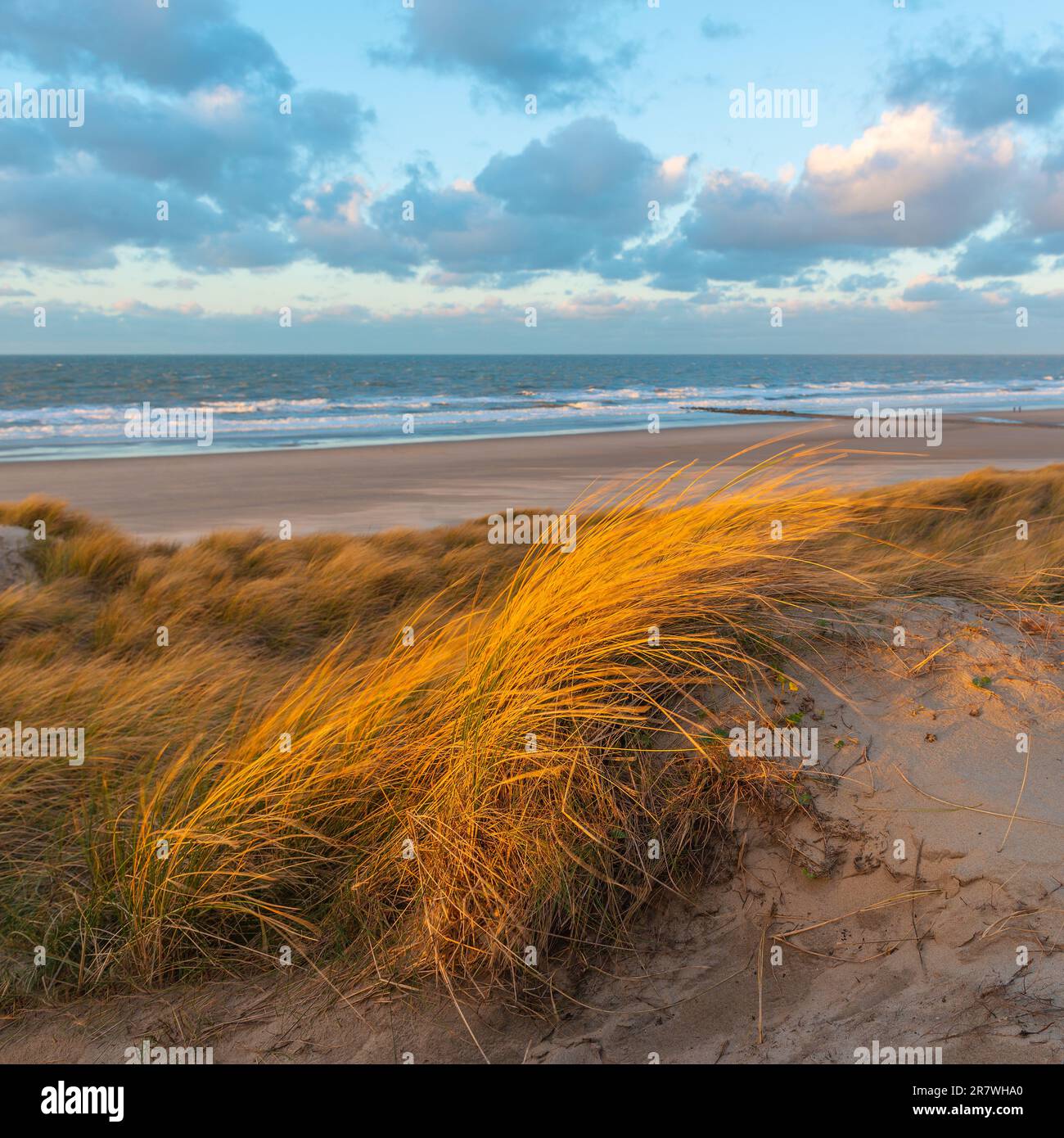 Wind bläst durch Sanddünen-Gras mit unscharfen Bewegungen bei Sonnenuntergang am Nordseestrand von Oostende, Westflandern, Belgien. Stockfoto