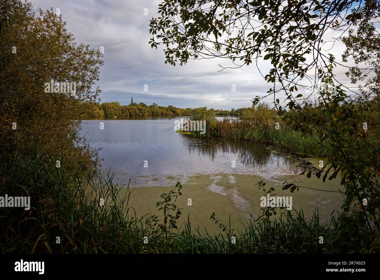 Attenborough Naturschutzgebiet, Nottingham Stockfoto