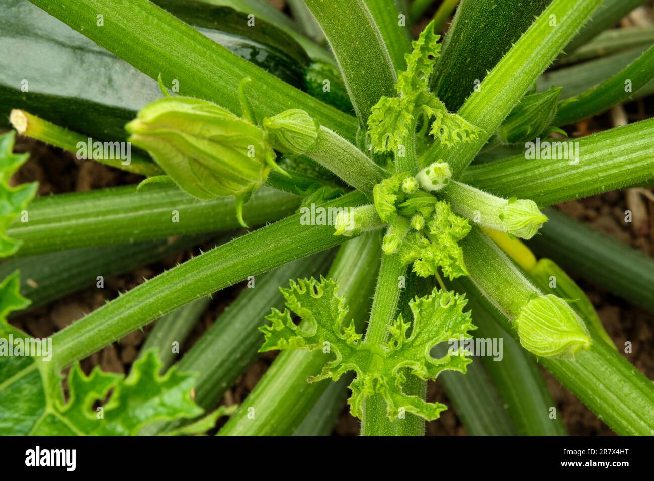 Blick auf die wachsende Krone der Zucchini-Pflanze. Sowohl männliche als auch weibliche Blütenknospen sind sichtbar, und es bilden sich neue Blätter. Stockfoto