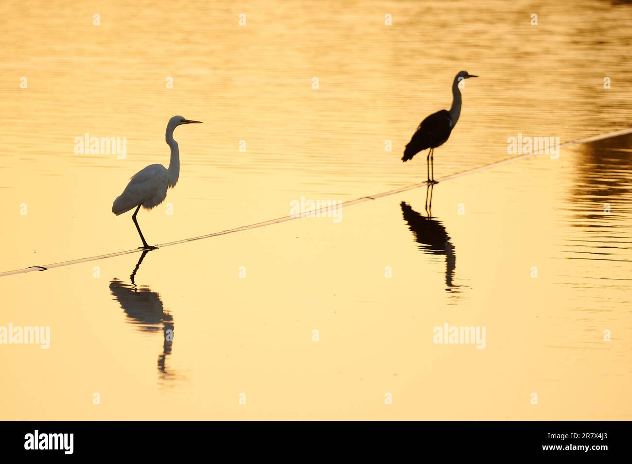 Zwei große Watvögel, die sich auf einer halbuntergetauchten Pipeline ruhen, Horseshoe Billabong, Merbein, Common, Merbein, Victoria, Australien. Stockfoto