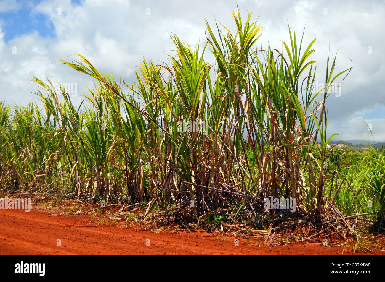 Ananaspflanzen werden auf einer Plantage auf Hawaii geerntet Stockfoto