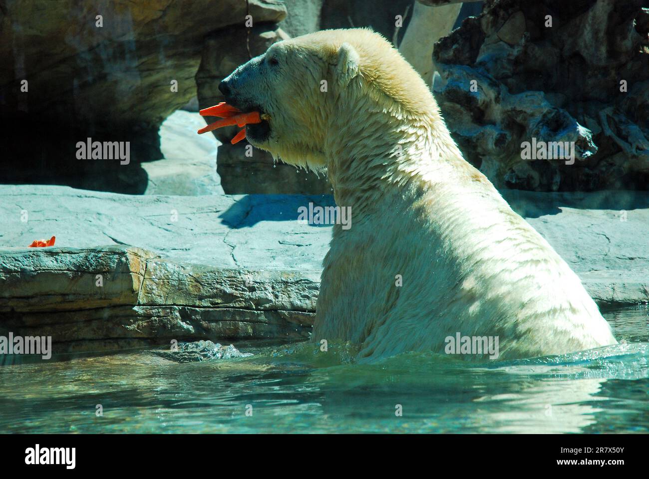 Ein Eisbär schnappt sich einen Mund voll Karotten für einen Snack in seinem Mund in einem Zoo Stockfoto