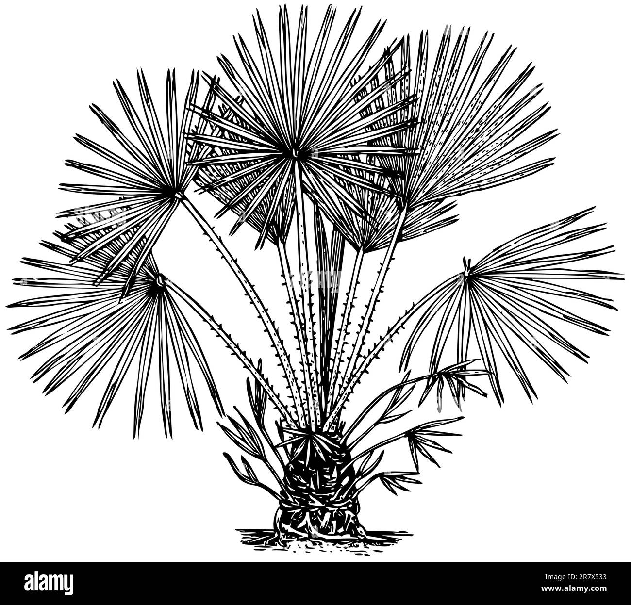 Pflanze Chamaerops humilis (mediterrane Zwergpalme), isoliert auf weißem Bachboden Stock Vektor