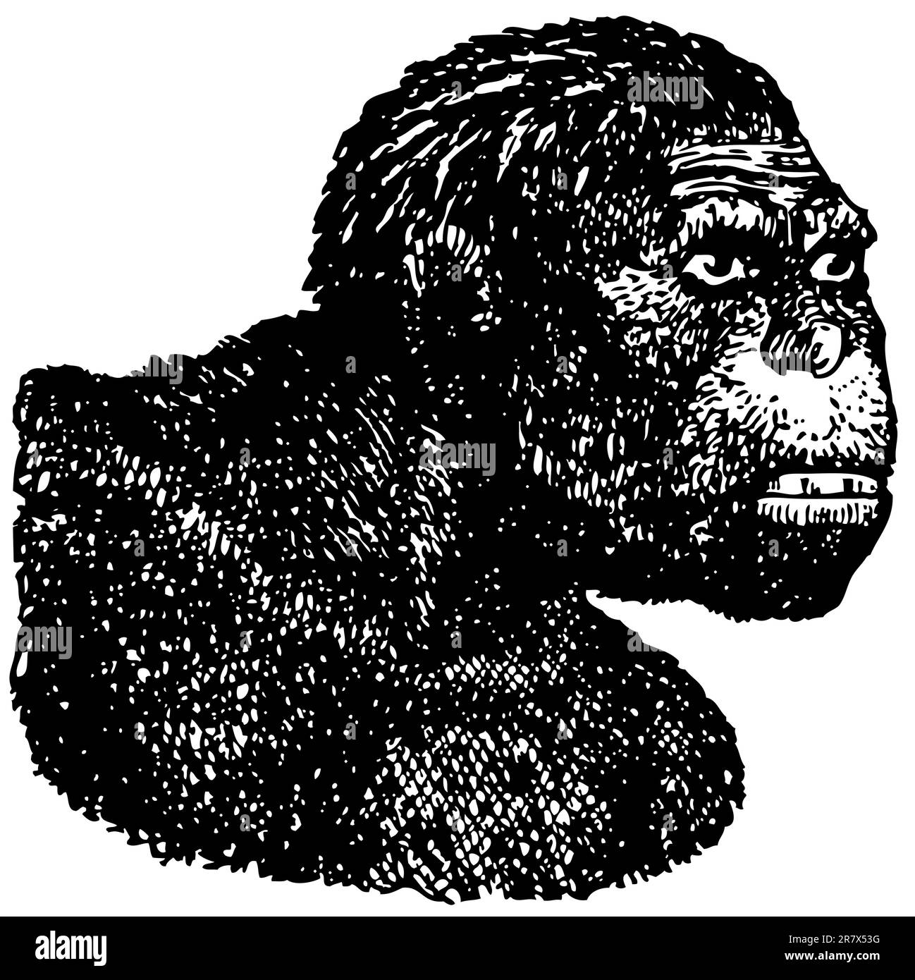 Java man's Head (Homo erectus) isoliert auf weißem Hintergrund Stock Vektor