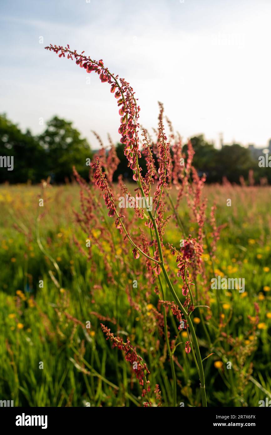 Gemeiner Sauger. Rumex acetosa. Winzige Blumen Stockfoto