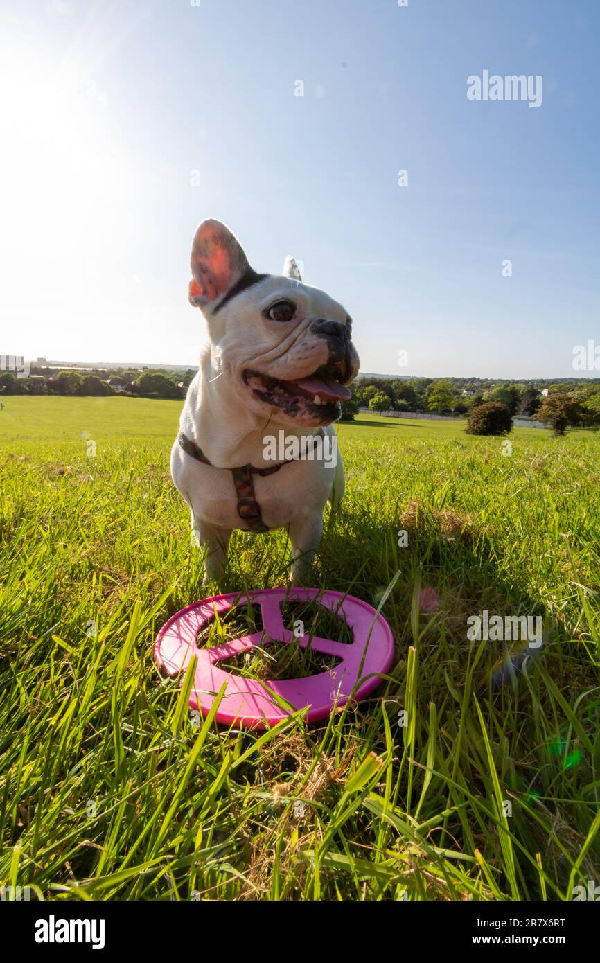 Weiße französische Bulldogge mit Frisbee Stockfoto