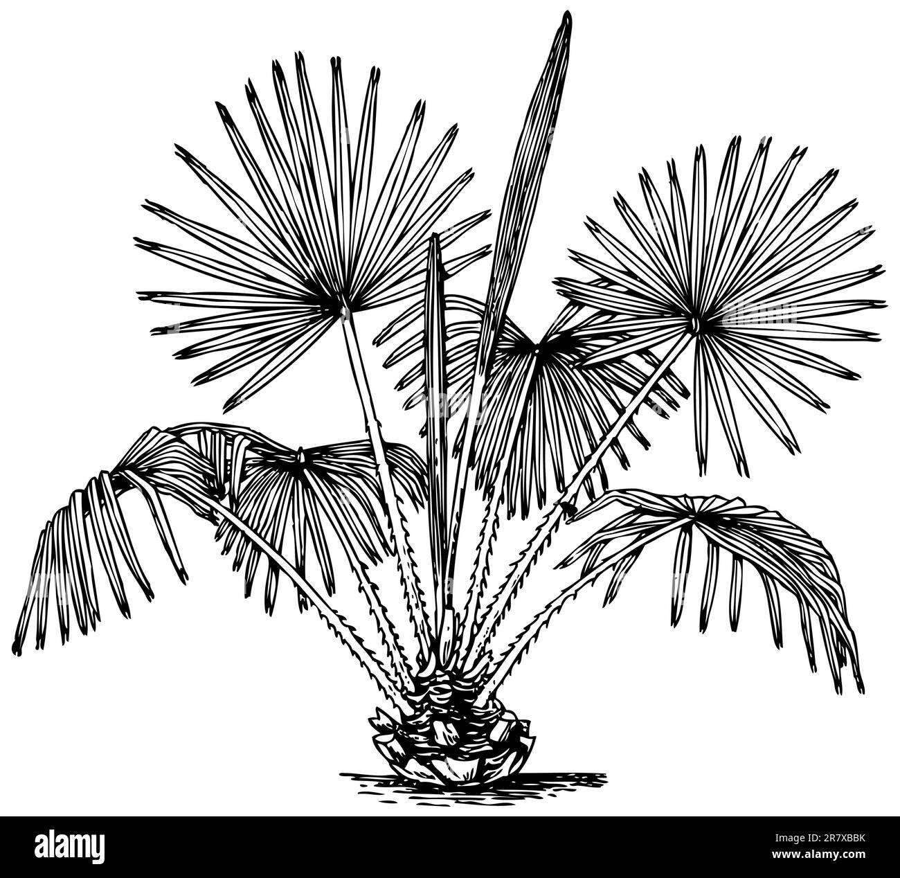 Pflanze Livistona chinesis, isoliert auf weißem Bacground Stock Vektor