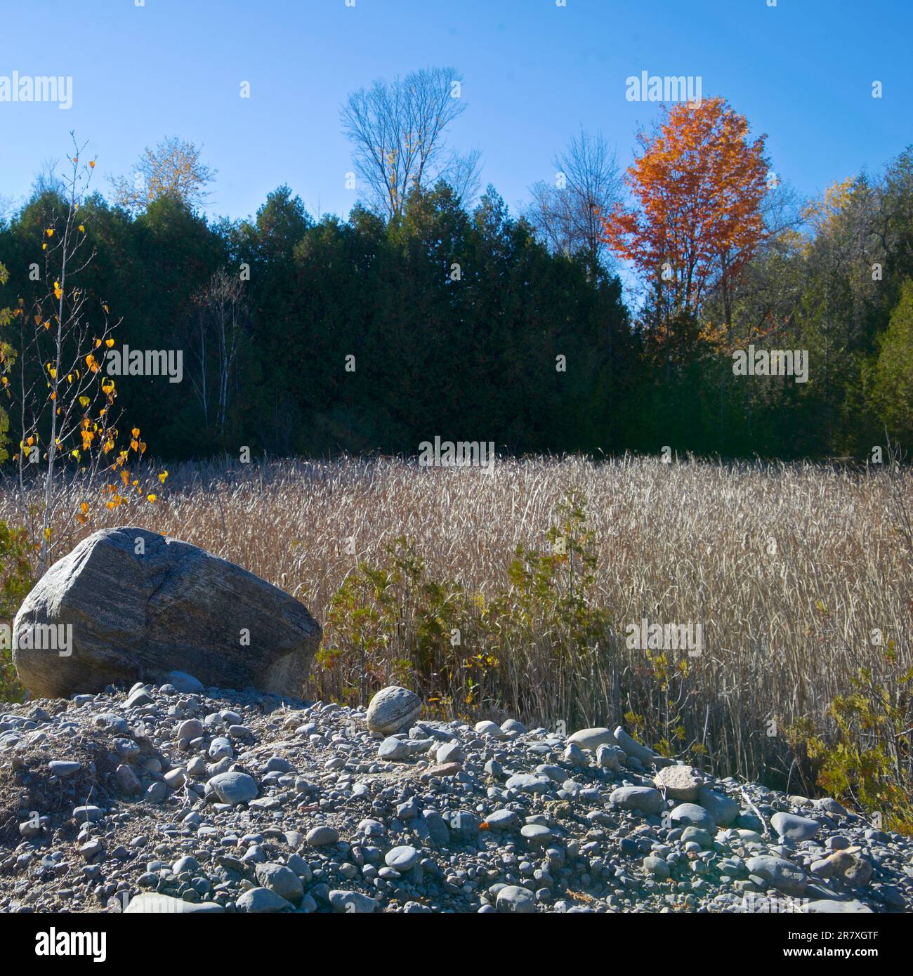 Herbstblattfarbe der zurückgewonnenen Streifenminen in Ontario Stockfoto