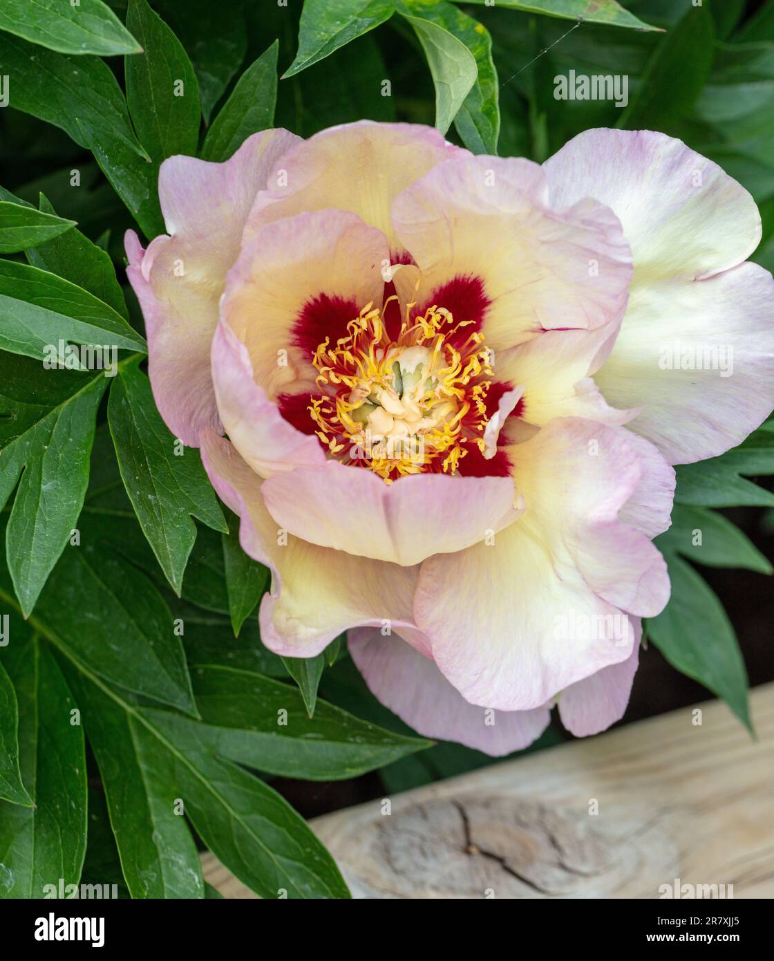 „Old Rose Dandy“ Itoh Pony, Itoh-Pion (Paeonia itoh Hybrid) Stockfoto