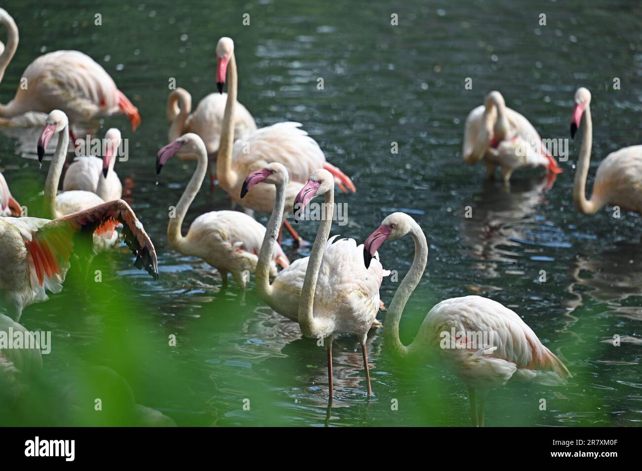 Berlin, Deutschland. 07. Juni 2023. Mehrere Flamingos stehen in einem