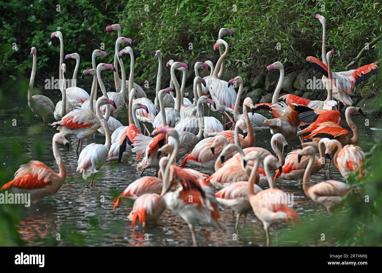Berlin, Deutschland. 07. Juni 2023. Mehrere Flamingos stehen in einem