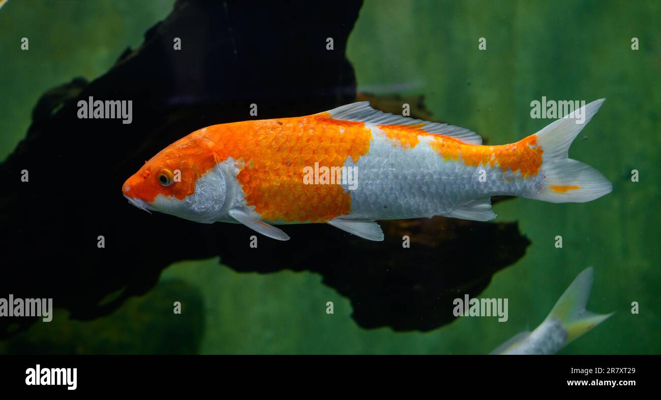 Koi-Karpfenfische schwimmen in einem Süßwasseraquarium im Dharmapala Park, Galle. Stockfoto