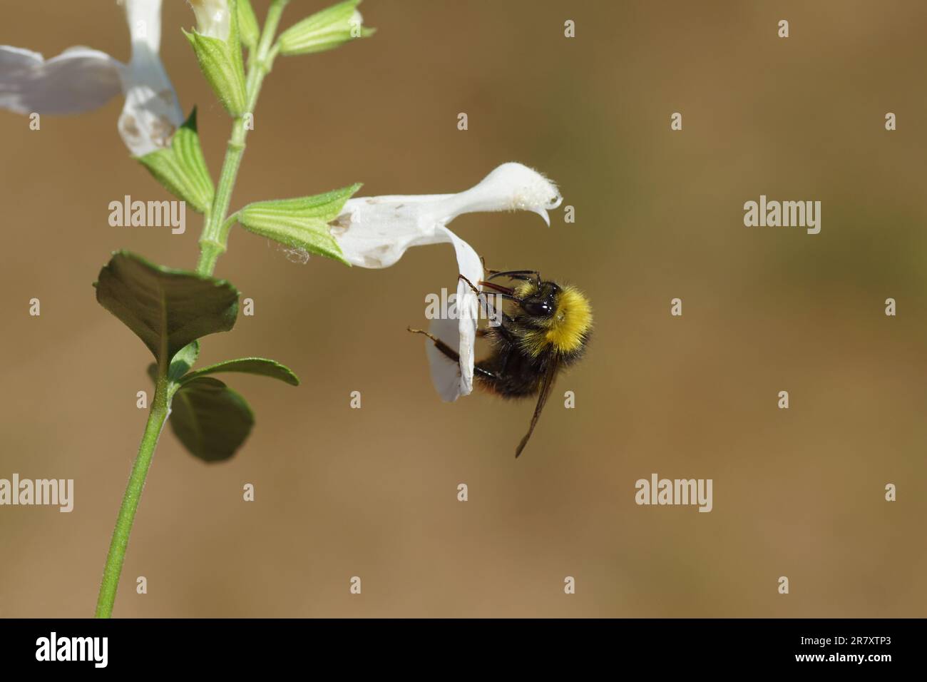 Frühe Hummel (Bombus pratorum), Familie Apidae auf weißen Blüten von Salvia greggii, Familie Lamiaceae. Juni. Holländischer Garten. Stockfoto