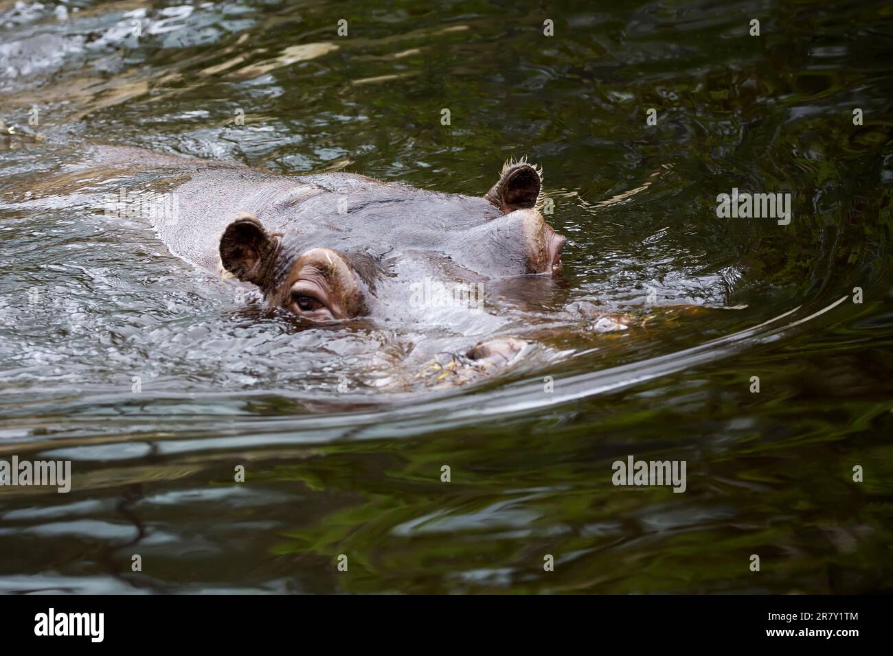 Hippo im Wasser ein Porträt Stockfoto