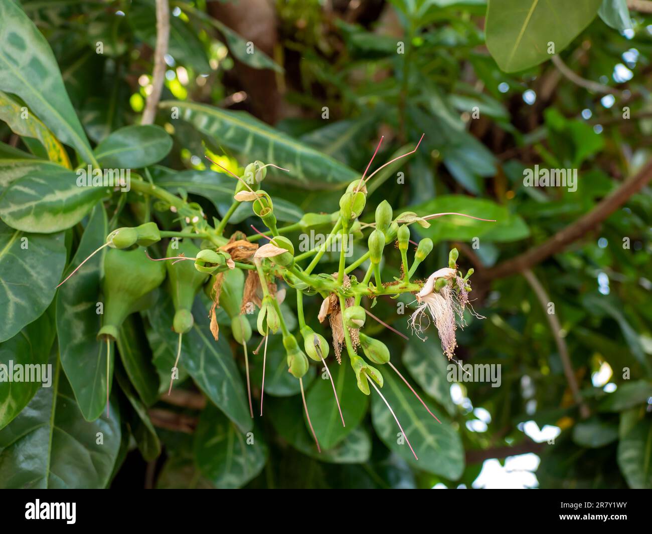 Keben, Barringtonia asiatica Blüten, Fisch Giftbaum, Meeresgiftbaum, Mangrovenbaum Stockfoto