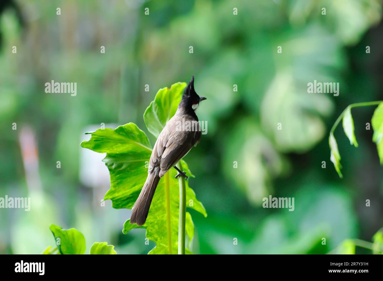 Roter geflüsterter Bulbul, roter geflüsterter Bulbulli oder Pycnonotus jocosus oder Vogel auf dem Baum Stockfoto