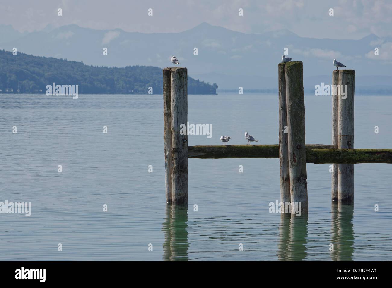 Seeufer, Starnberger See, Starnberg, Oberbayern, Bayern, Deutschland Stockfoto