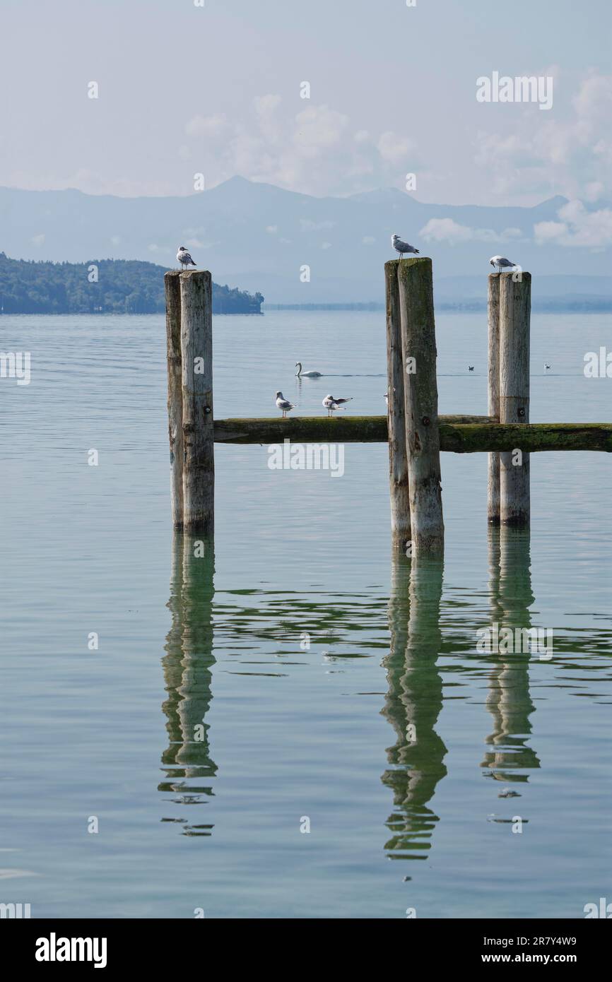 Seeufer, Starnberger See, Starnberg, Oberbayern, Bayern, Deutschland Stockfoto