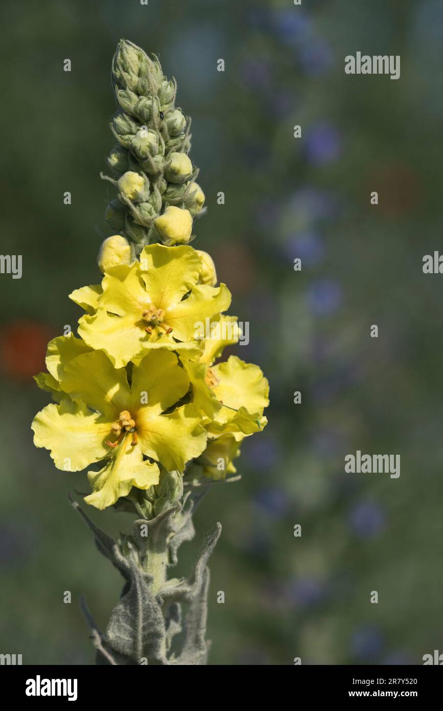 Dicht blühendes Mullein (Verbascum densiflorum), Rheinland-Pfalz, Deutschland Stockfoto