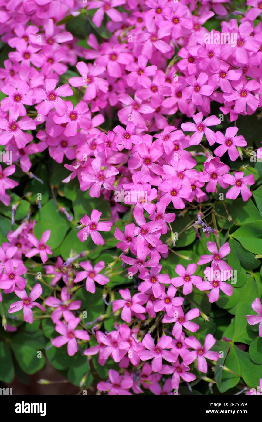 Vierblättriger Sorrel (Oxalis deppei) Stockfoto