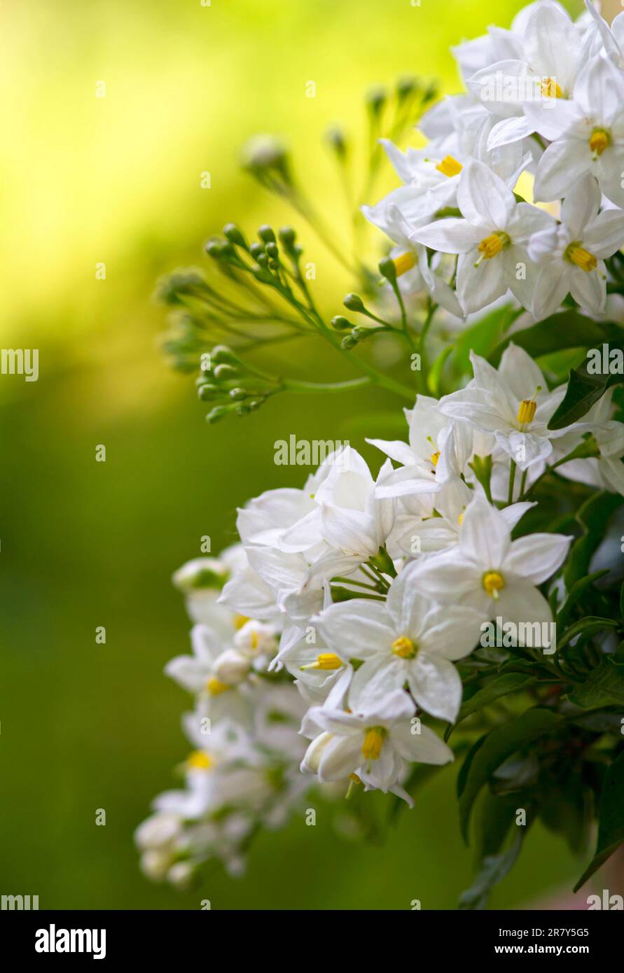 (Solanum Jasminoides) Stockfoto