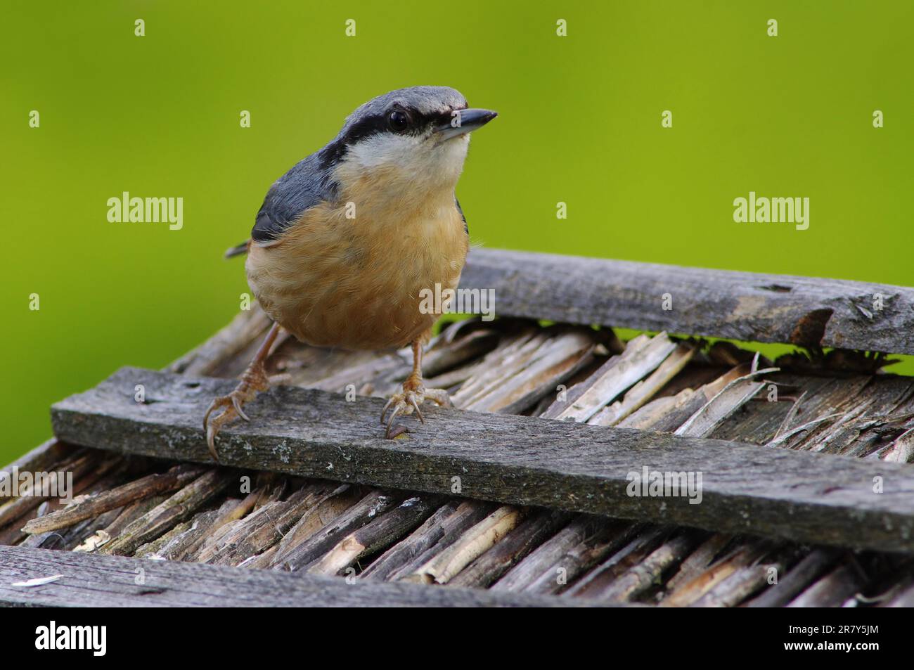 Eurasische Nacktschnecke (sitta europaea) mit Vogelhaus, eurasische Nacktschnecke Stockfoto