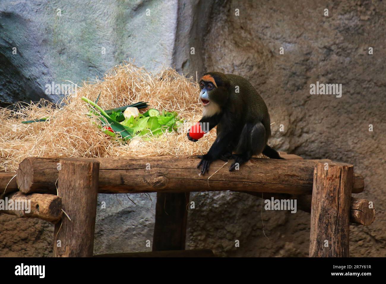 De-Brazzas-Affen (Cercopithecus neglectus) beim Essen unterbrochen und sahen überrascht aus. Stockfoto
