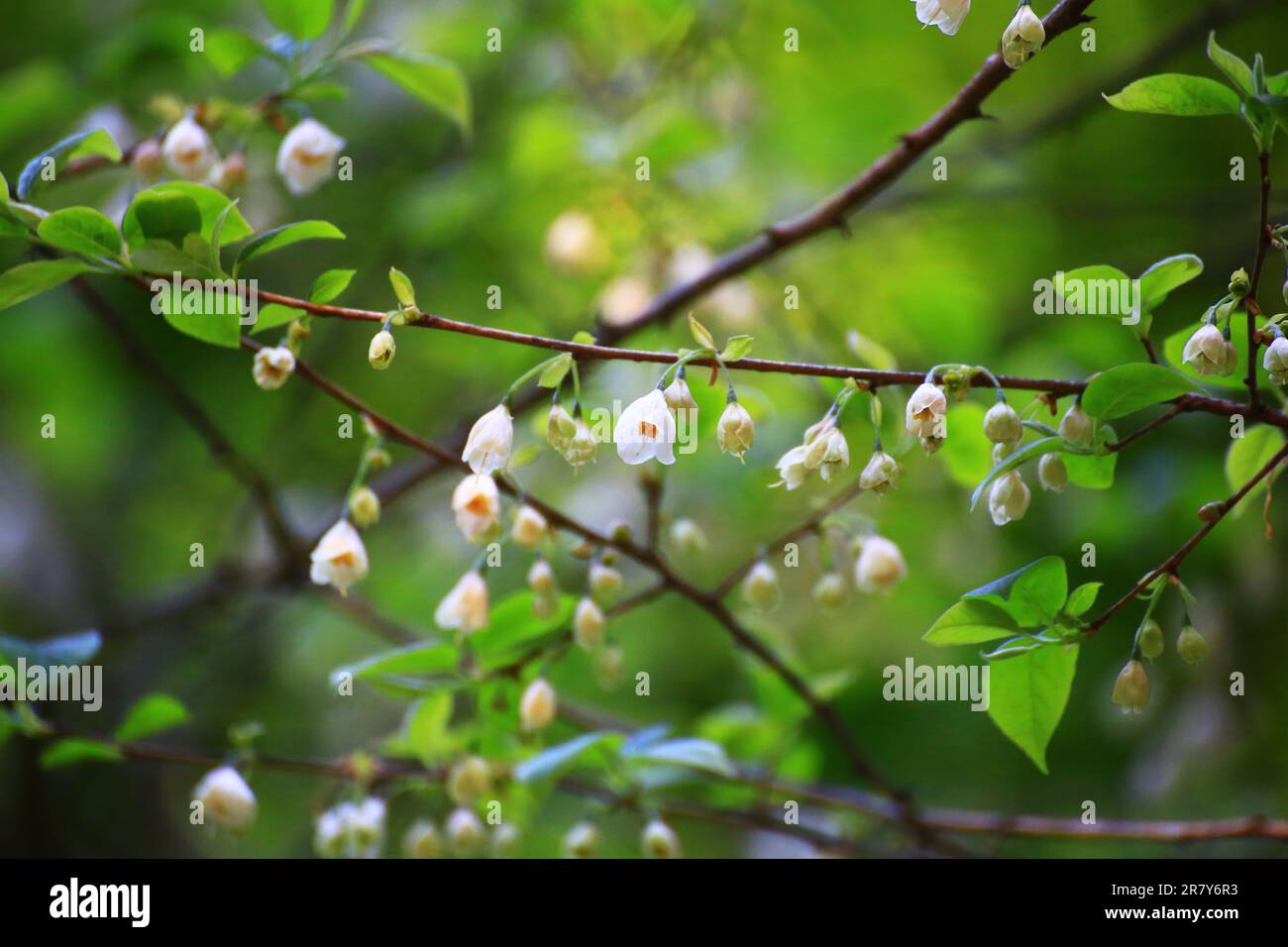 Zarte Blumen und Blätter auf kleinem Silberell (Halesia carolina). Stockfoto
