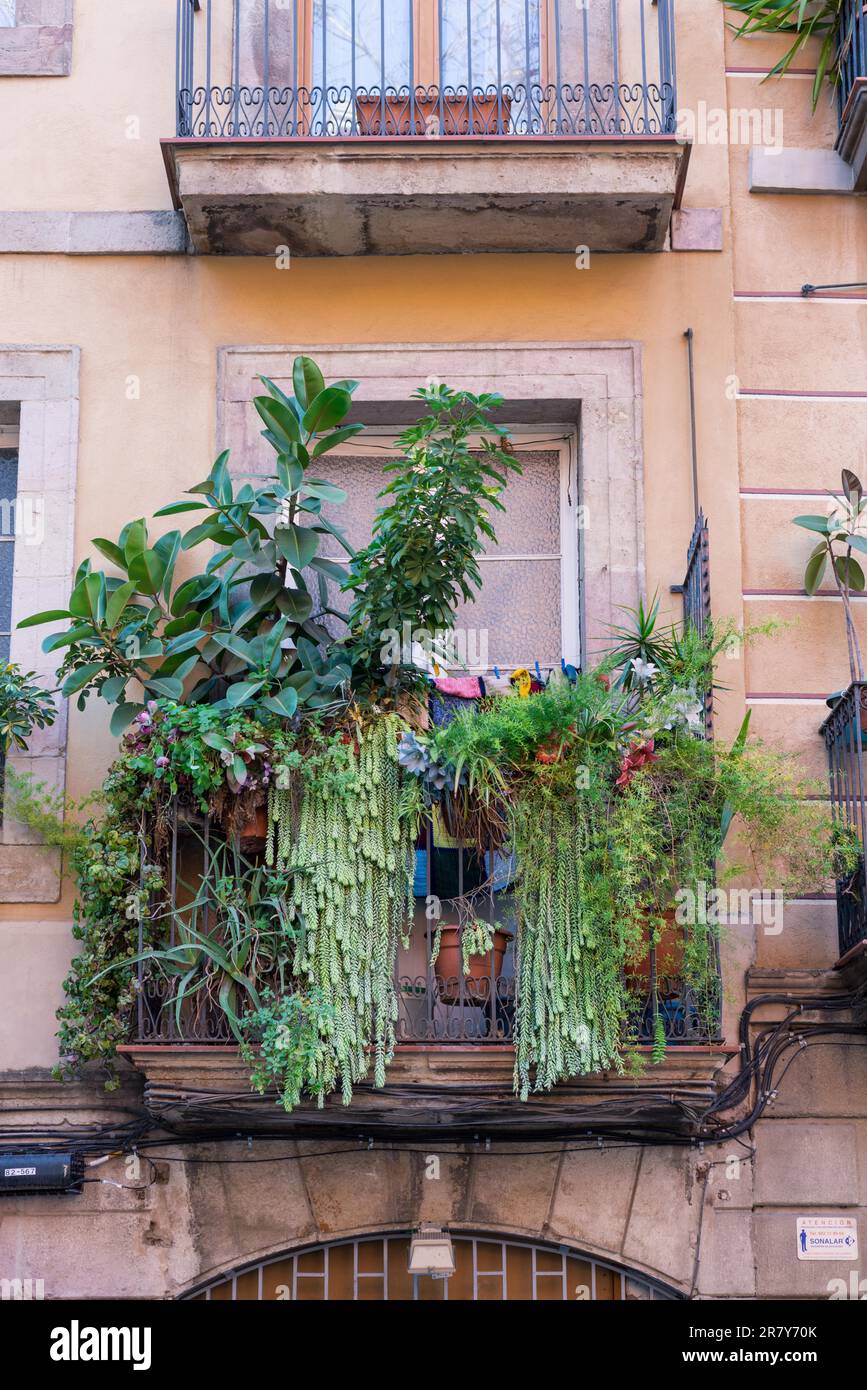 Blumen, Pflanzen und Wäsche auf einem Balkon im Stadtteil El Born in Barcelona. Die Bewohner dieses historischen, engen Viertels mögen es Stockfoto