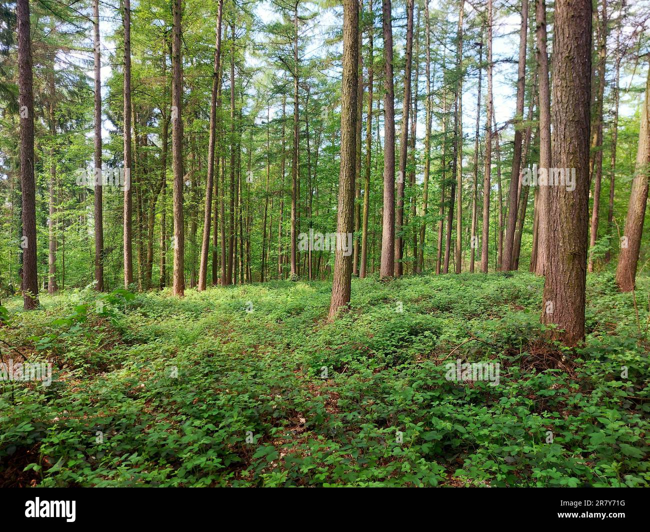 Kiefernwald mit dichtem Unterholz im Frühjahr. Stockfoto