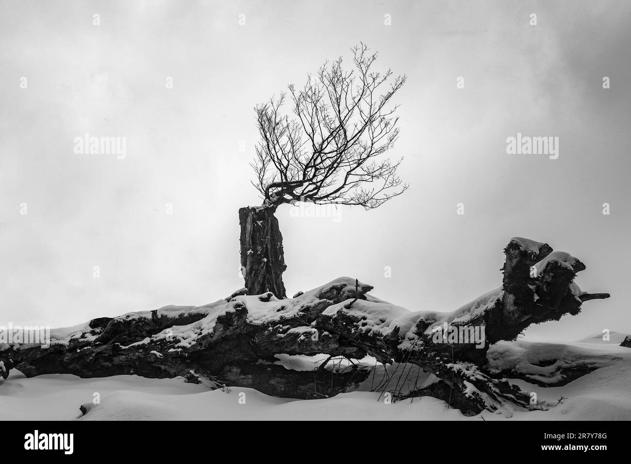 Ein einzelner Nadelbaum steht auf einem schneebedeckten Berg Stockfoto