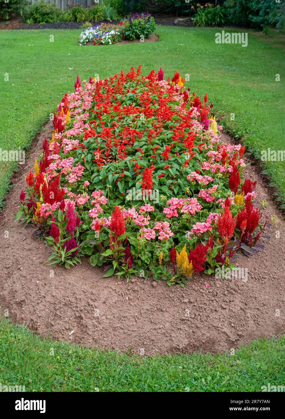 Blumenbeet mit roter Salvia und rosa Geranien. Stockfoto