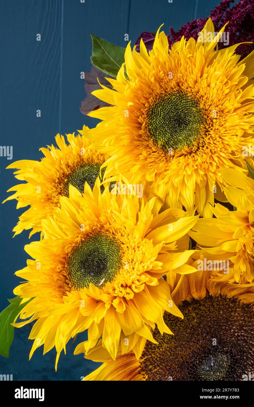 Ein Strauß flauschiger, doppelt blühender gelber Sonnenblumen. Stockfoto