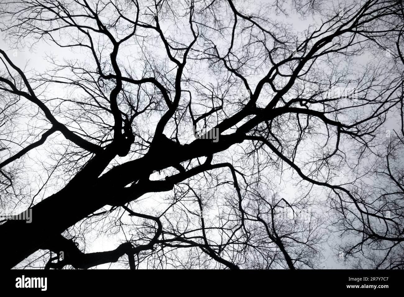 Ein Schwarz-Weiß-Foto, das einen Baum darstellt, dessen krasse Silhouette in starkem Kontrast zum leeren Himmel steht Stockfoto