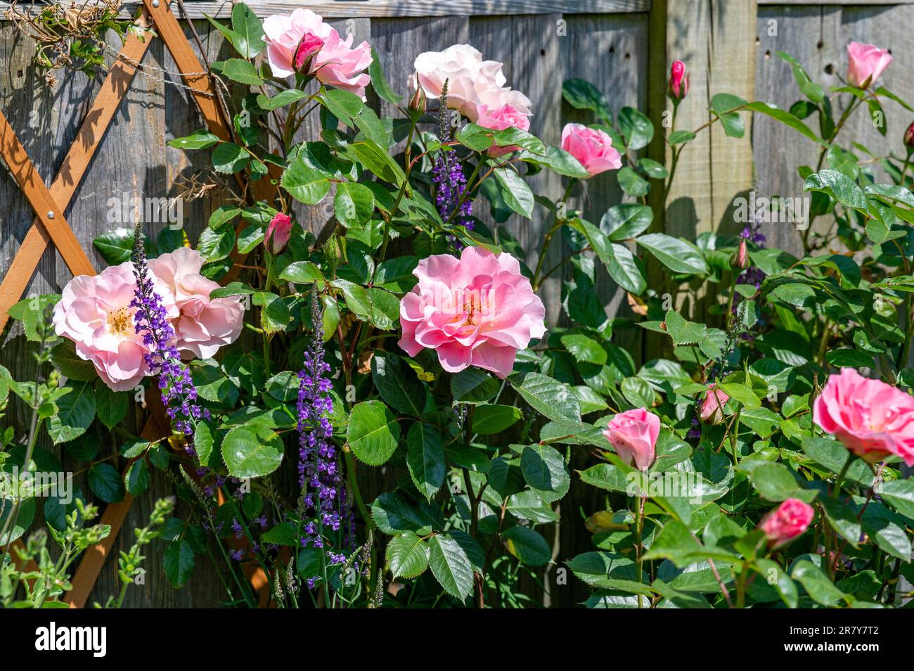 Rosafarbener Rosenbusch in voller Blüte in einem kleinen städtischen Garten in Brighton, England, Großbritannien Stockfoto