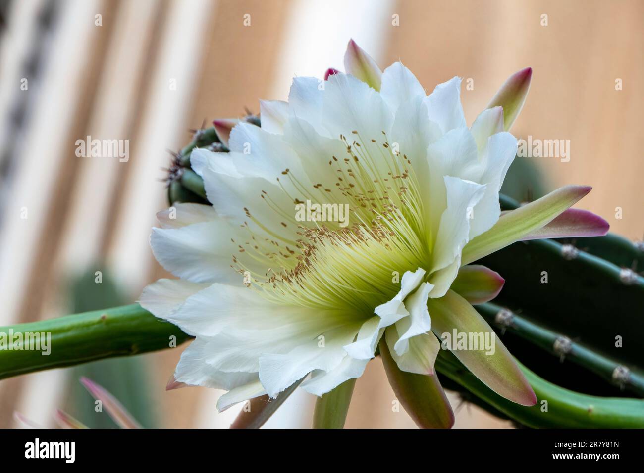 Peruanischer Apfelkaktus oder Hedge Cactus oder Cereus hildmannianus in voller Blüte aus nächster Nähe. Israel Stockfoto