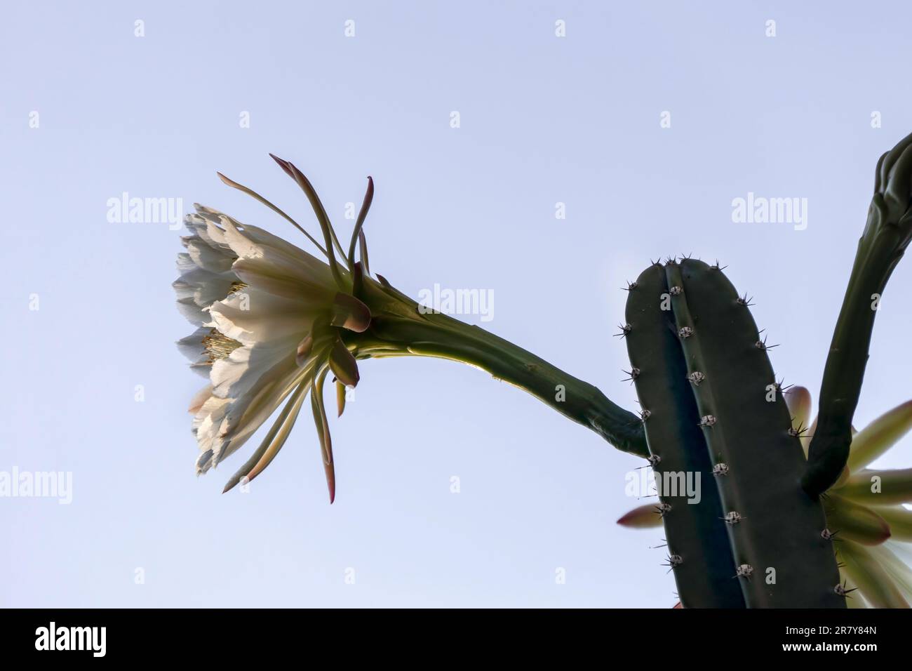 Peruanischer Apfelkaktus oder Hedge Cactus oder Cereus hildmannianus in voller Blüte aus nächster Nähe. Israel Stockfoto